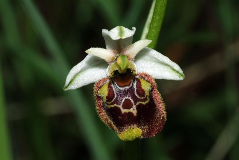 Ophrys holosericea subsp. holosericea